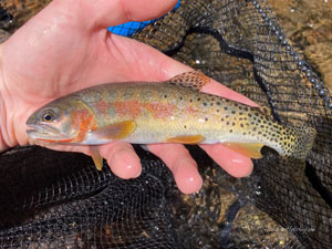 Native Trout Fly Fishing