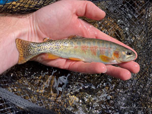 Native Trout Fly Fishing