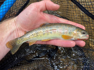 Native Trout Fly Fishing