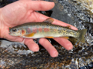 Native Trout Fly Fishing