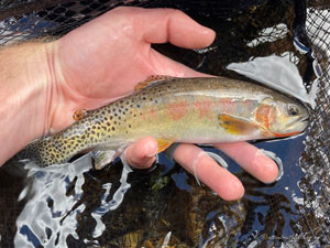 Native Trout Fly Fishing