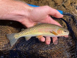 Native Trout Fly Fishing