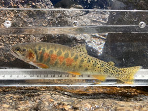 Native Trout Fly Fishing