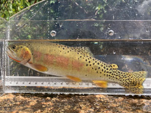 Native Trout Fly Fishing