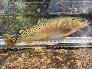 Native Trout Fly Fishing