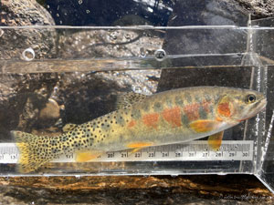 Native Trout Fly Fishing