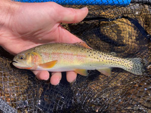 Native Trout Fly Fishing