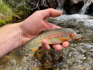 Native Trout Fly Fishing