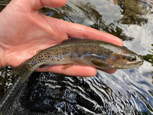 Native Trout Fly Fishing