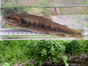 Native Trout Fly Fishing