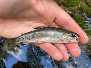 Native Trout Fly Fishing