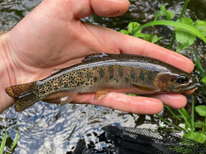 Native Trout Fly Fishing