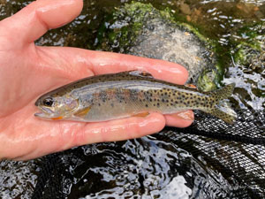 Native Trout Fly Fishing