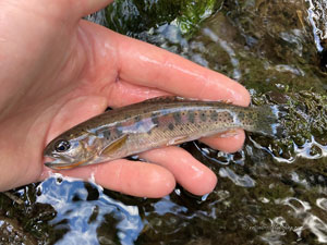 Native Trout Fly Fishing