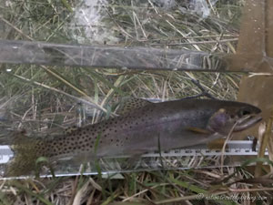 Native Trout Fly Fishing