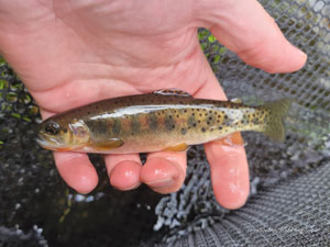 Native Trout Fly Fishing