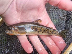 Native Trout Fly Fishing