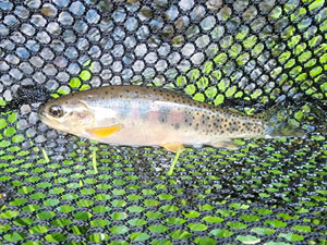 Native Trout Fly Fishing