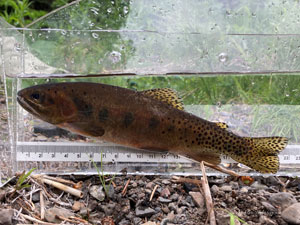 Native Trout Fly Fishing