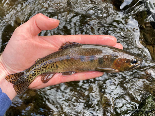 Native Trout Fly Fishing