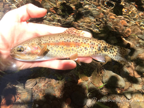 Native Trout Fly Fishing