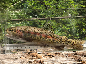 Native Trout Fly Fishing