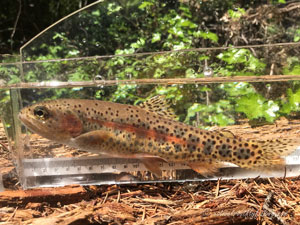 Native Trout Fly Fishing