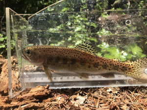 Native Trout Fly Fishing