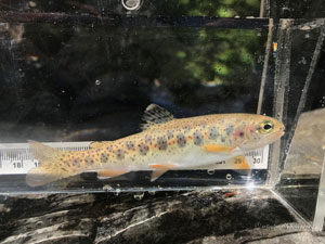 Native Trout Fly Fishing