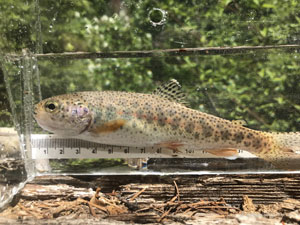 Native Trout Fly Fishing