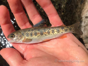 Native Trout Fly Fishing