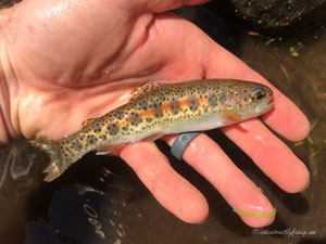 Native Trout Fly Fishing