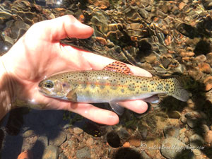 Native Trout Fly Fishing