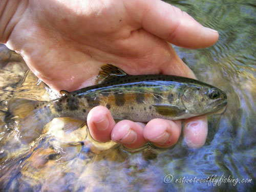 Native Trout Fly Fishing