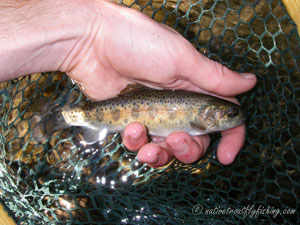 Native Trout Fly Fishing