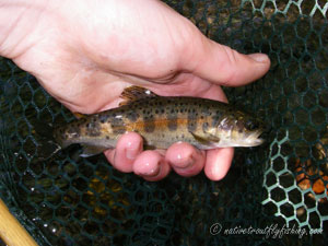 Native Trout Fly Fishing