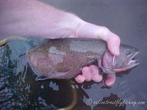 Native Trout Fly Fishing