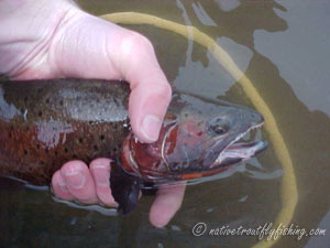 Native Trout Fly Fishing