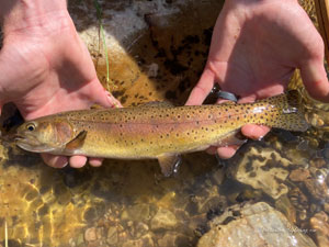 Native Trout Fly Fishing