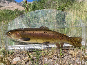 Native Trout Fly Fishing