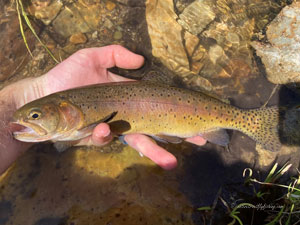 Native Trout Fly Fishing