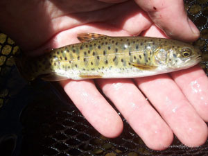 Native Trout Fly Fishing