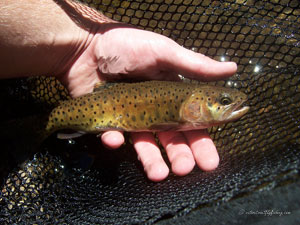 Native Trout Fly Fishing