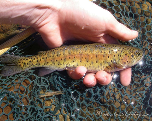 Native Trout Fly Fishing