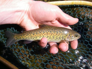 Native Trout Fly Fishing