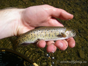 Native Trout Fly Fishing