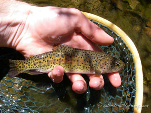 Native Trout Fly Fishing