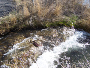 Native Trout Fly Fishing