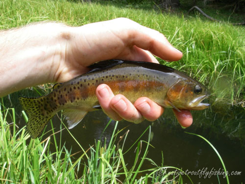 Native Trout Fly Fishing