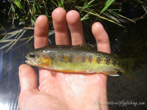 Native Trout Fly Fishing